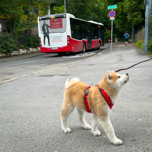 der große Bus lässt die Welpen ganz kalt