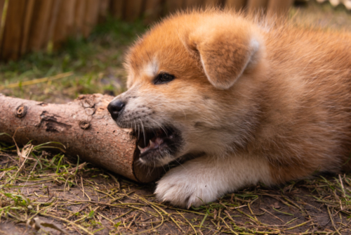 Calmy kauend am Holz