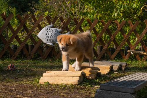 Beau auf dem Wellenspiel