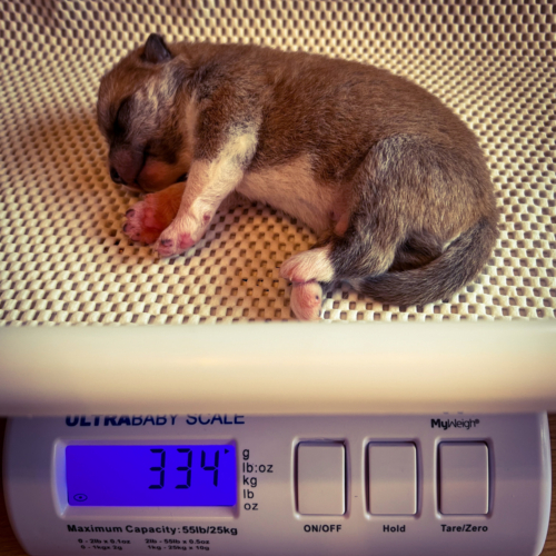 Carlos mit einem Plus von >34g