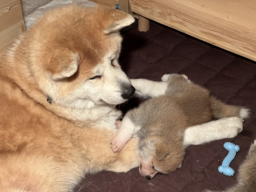 mit Oma kuscheln auch in der Wurfbox