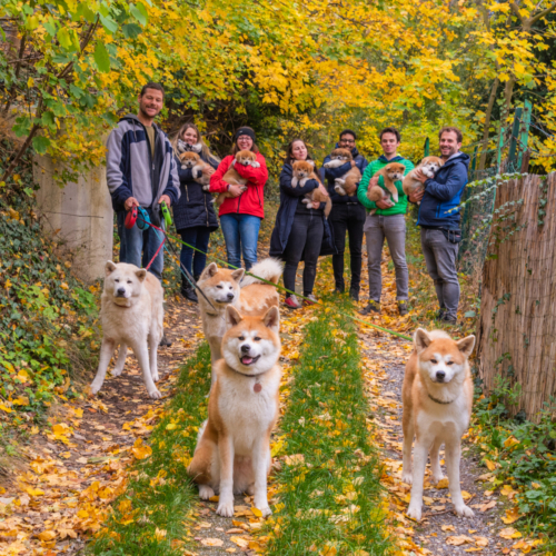 auf geht's - 8x2 Hände für 10 Hunde