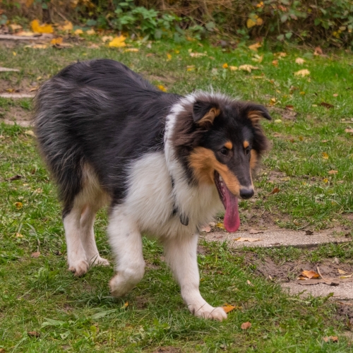 Henry .. ein 6 Monate alter Collie