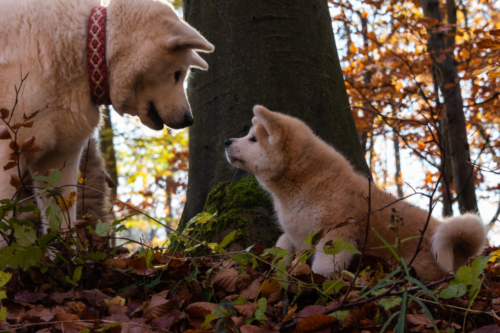 Shinju und Tante Vaishavi