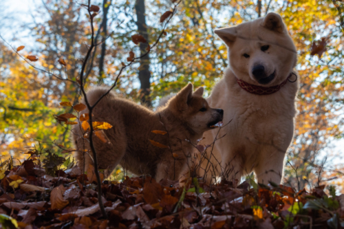 Suki und Tante Vaishavi