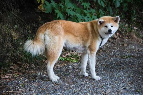 kugelrunde Ryoko beim letzten Spaziergang