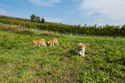 in den Weinbergen am Nußberg