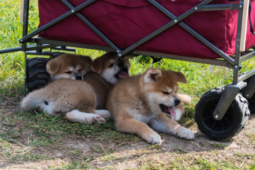 Schattensuchend unter dem Puppytruck