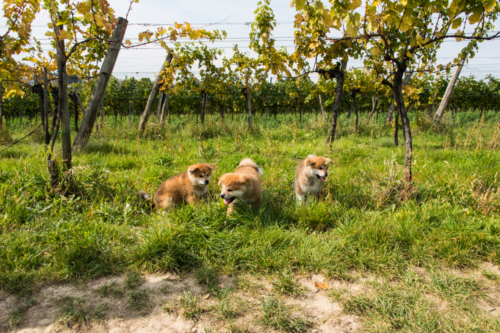 zwischen den Weinreben