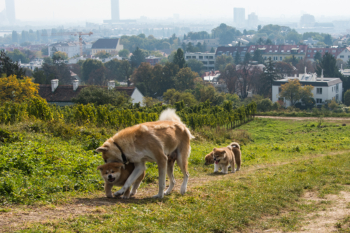 Ryoko versucht die Welpen zusammen zu treiben